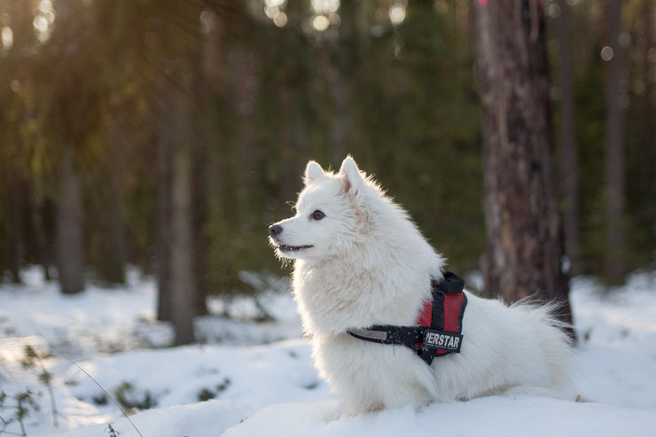 samoyède chien de traineaux