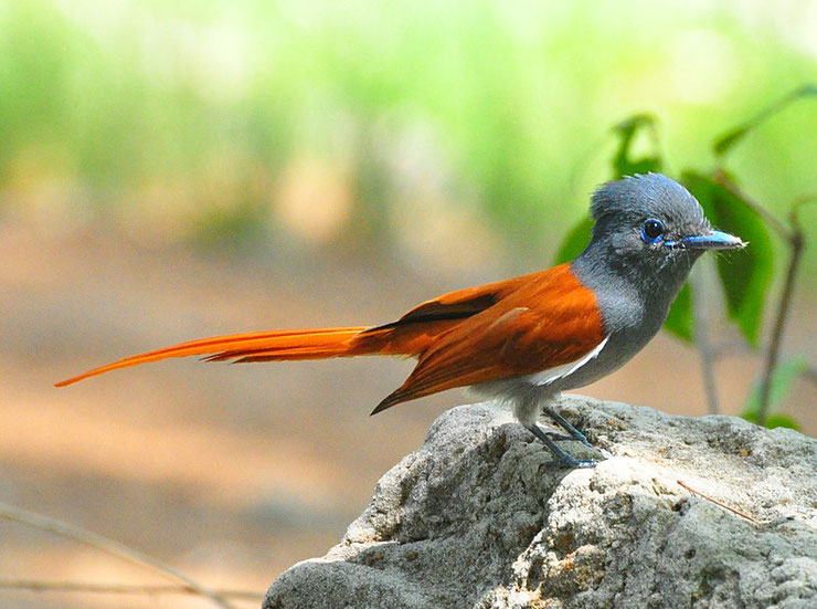 tchitrec du paradis fiche oiseaux indian paradise flycatcher 