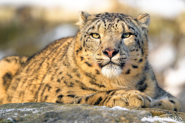 snow leopard panthere des neiges