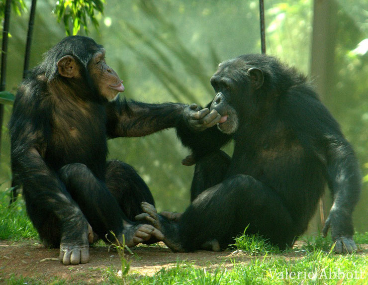 animaux singes afrique chimpanze