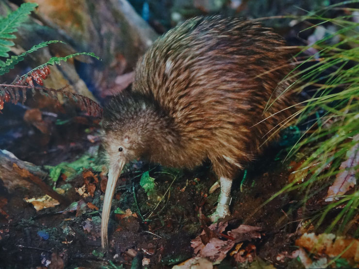 kiwi austral fiche oiseaux animaux