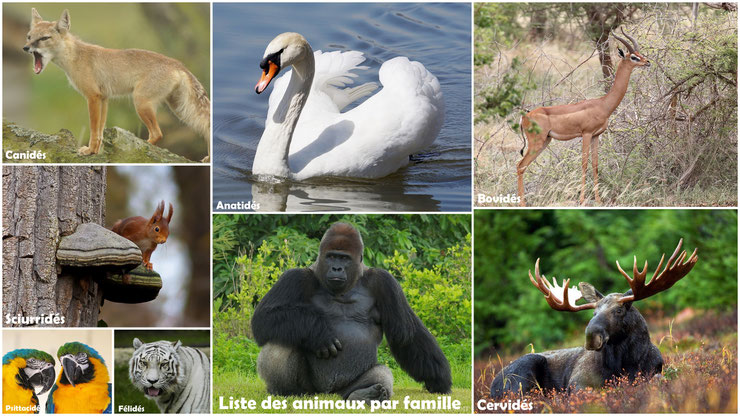 liste animaux par famille felides canides cervides ursides hominides suides bovides mustelides