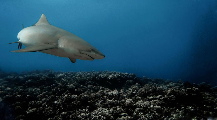 requin citron lemon shark alimentation reproduction distribution predateur moorea