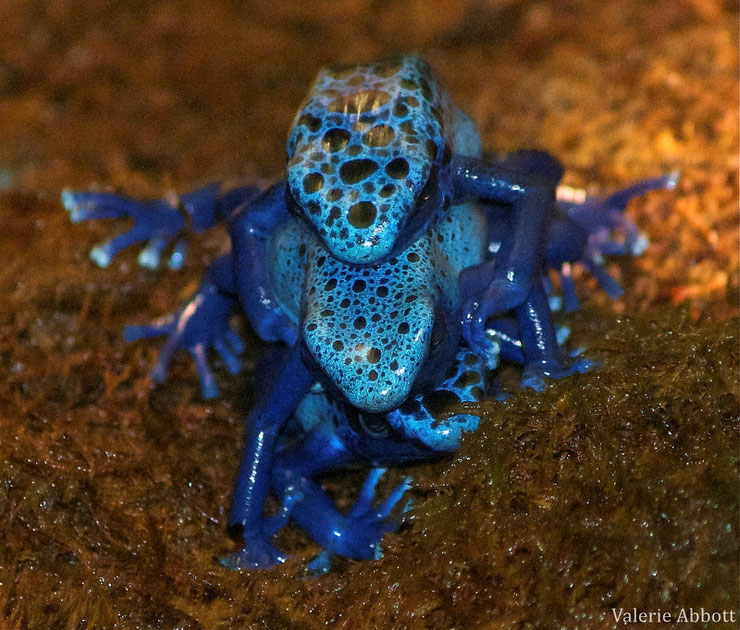 dendrobate bleue grenouille fiche animaux batracien amphibiens animal fact blue poison dart frog