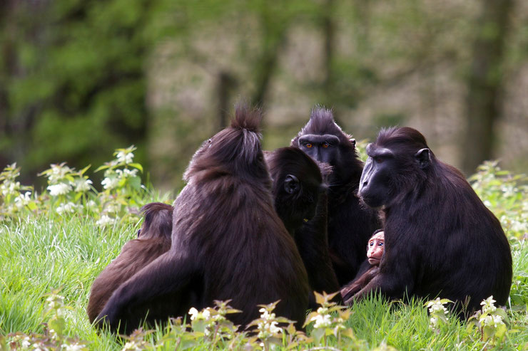 macaque a crete noire indonésie singe