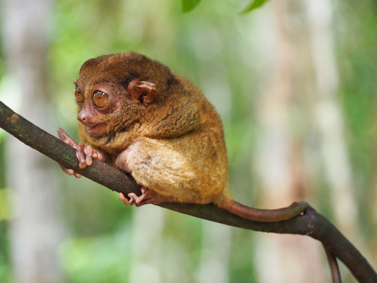 philippine tarsier comportement habitat poids taille distribution