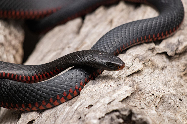 Le serpent détecteur de métaux lourds : un reptile aux capacités étonnantes