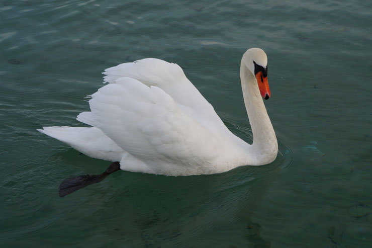 cygne tuberculé Lac d'Annecy faune oiseaux aquatiques