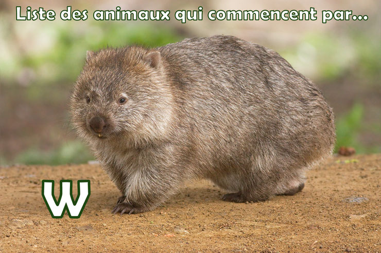 liste des animaux qui commencent par la lettre W