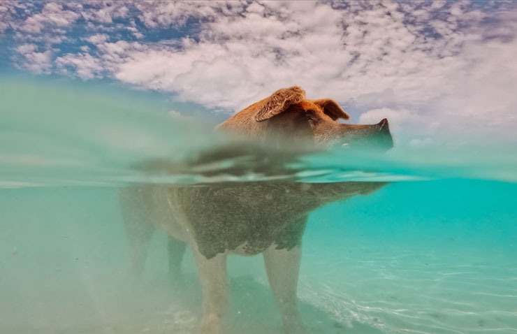 cochon des bahamas dans l'eau turquoise
