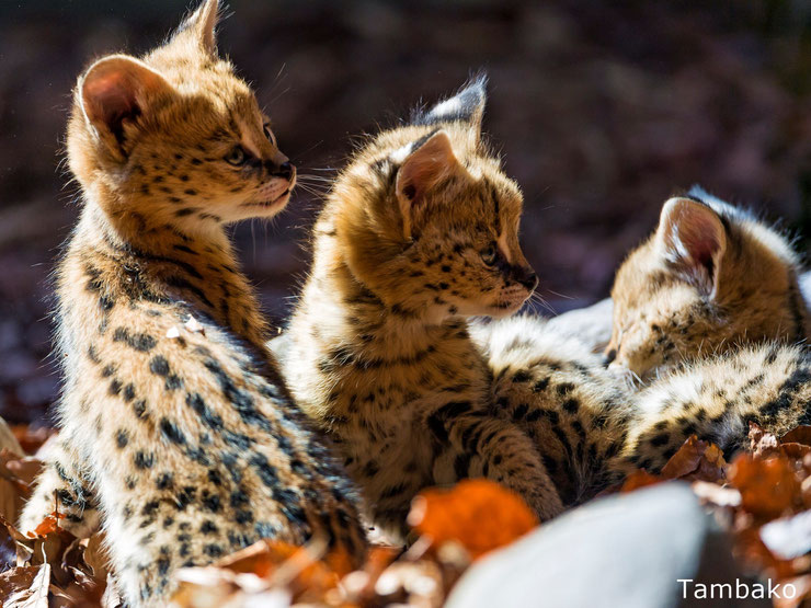 bebe serval felins animaux mignons cute cub animals