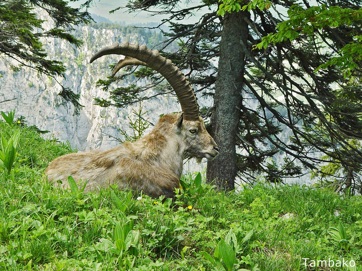 capra ibex  bouquetin animaux des montagnes françaises