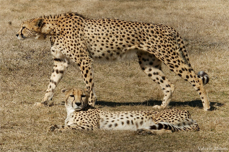 couple de guépard