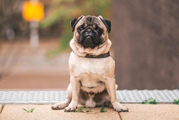 chien vedette de cinema carlin men in black