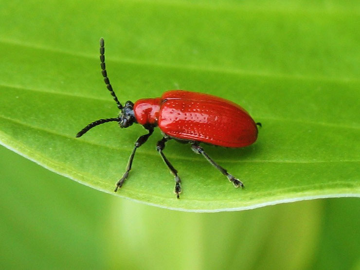 criocere du lys lis scarlet lily bettle lilioceris lilii fiche animaux insectes