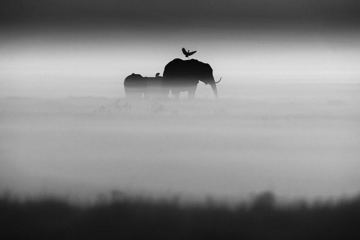 elephant oiseau laurent baheux