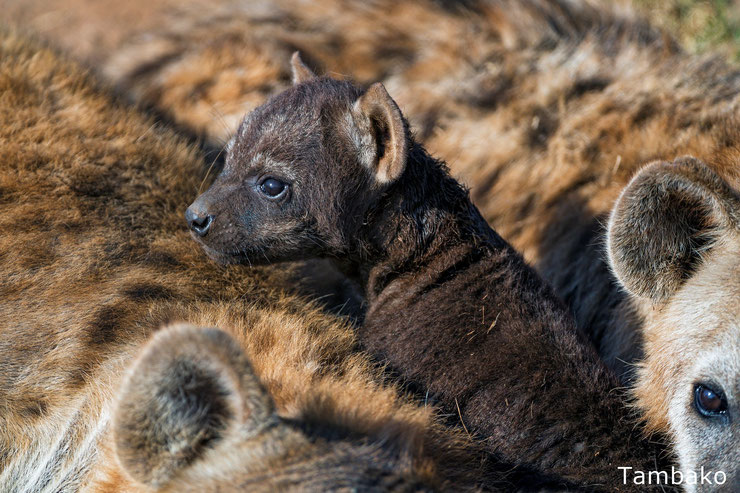 baby spotted hyena 