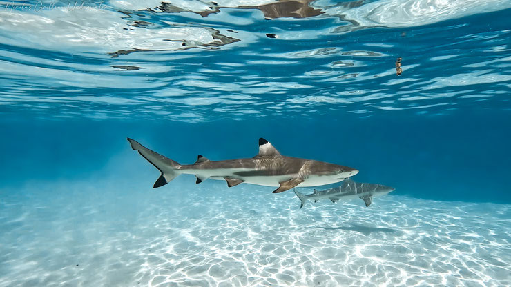 requin à pointes noires fiche poisson polynesie tahiti moorea