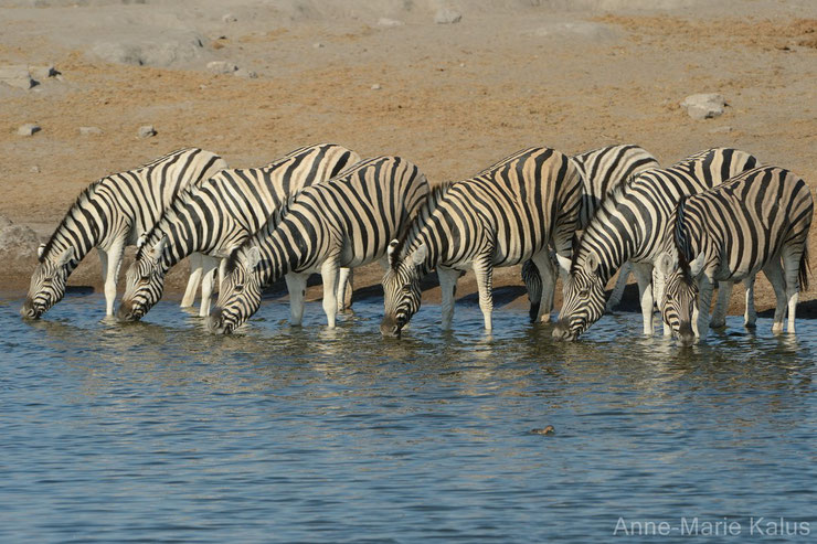 liste animaux a rayures zebre zebres