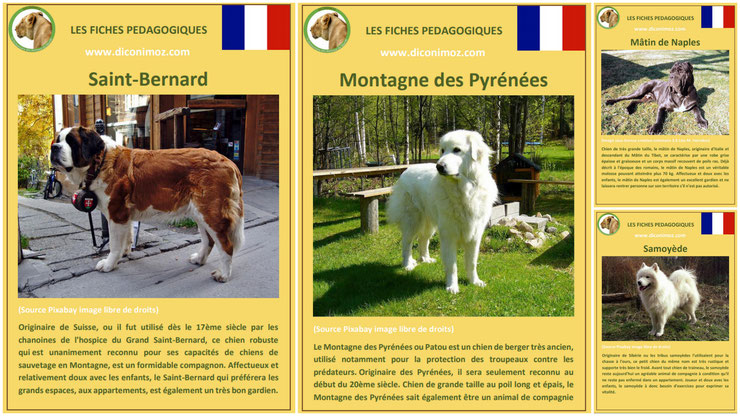 fiche animaux animal de compagnie  chien à telecharger et a imprimer pdf comportement origine caractere race saint bernard montagne des pyrenees patou matin de naples samoyede