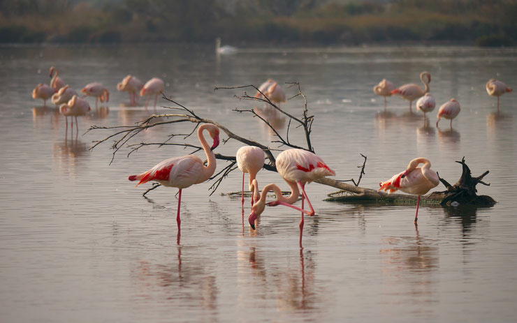 flamants roses de camargue dans leur milieu naturel