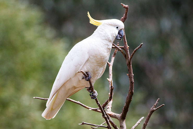 fiche oiseaux cacatoes à huppe jaune cacatua galerita alimentation reproduction