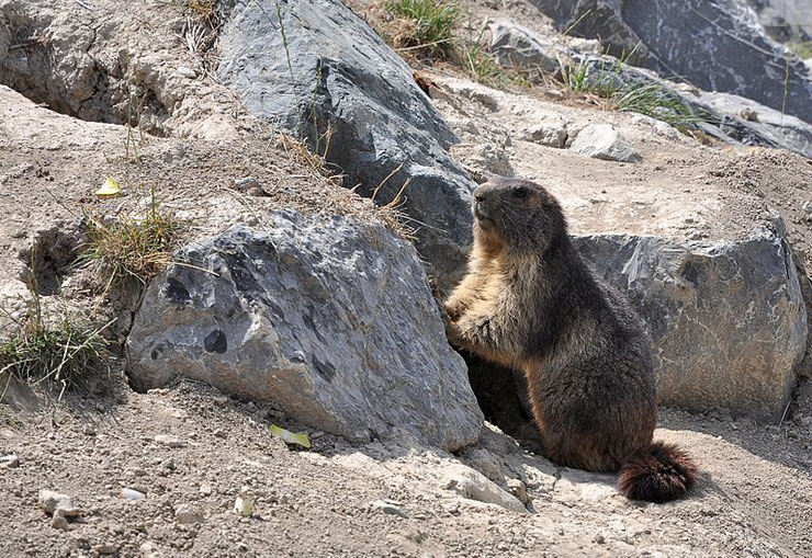 fiche animaux marmotte des alpes comportement taille poids habitat