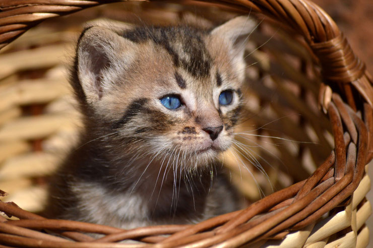 chaton chatons photo animaux mignon cute cat kitten blue eyes yeux bleus hd