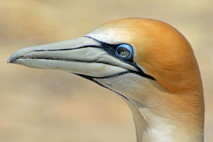 portrait fou de bassan oiseaux marins fiche animaux