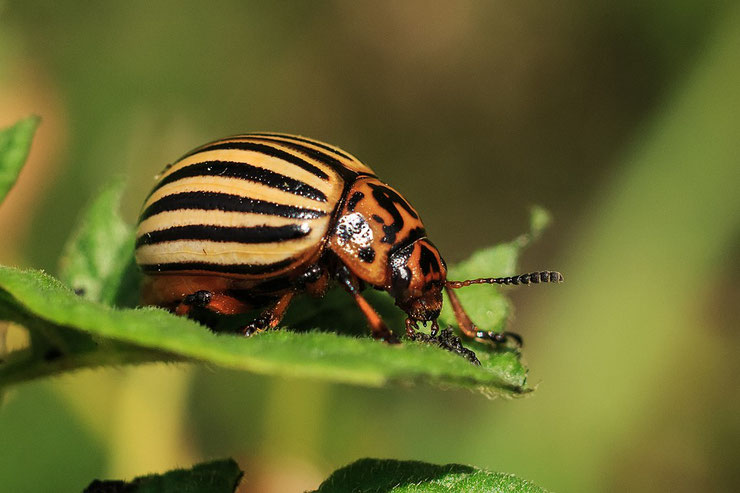 doryphore fiche insecte animaux