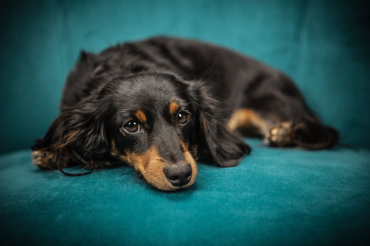 Bâillements fréquents : Les bâillements répétés chez les chiens peuvent être un signe de stress, d'inconfort ou de désaccord avec une situation.