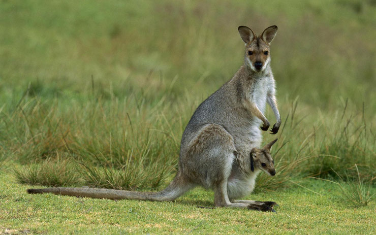 animal australien en 4 lettres