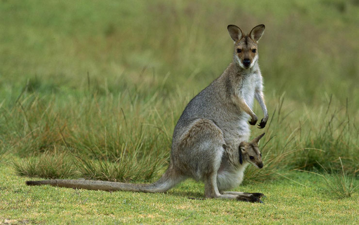 definition endémique kangourou animal  australie