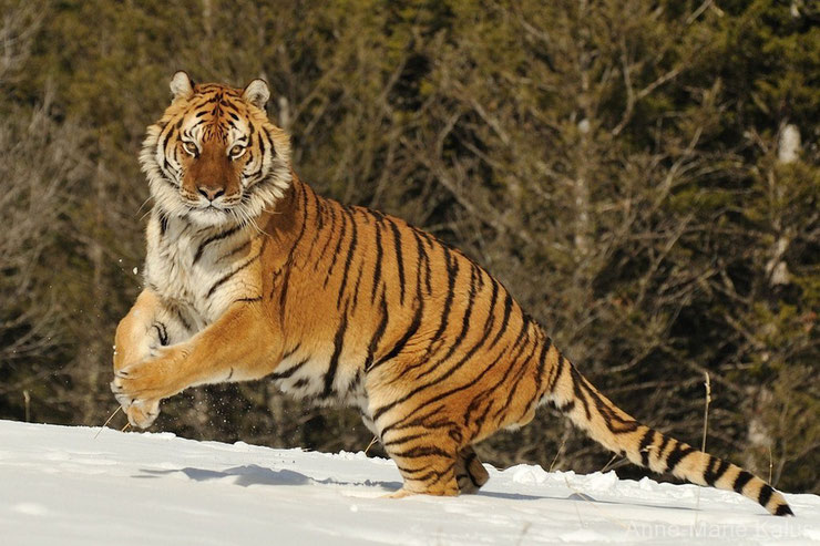 tigre de siberie dans la neige siberian tiger in the snow