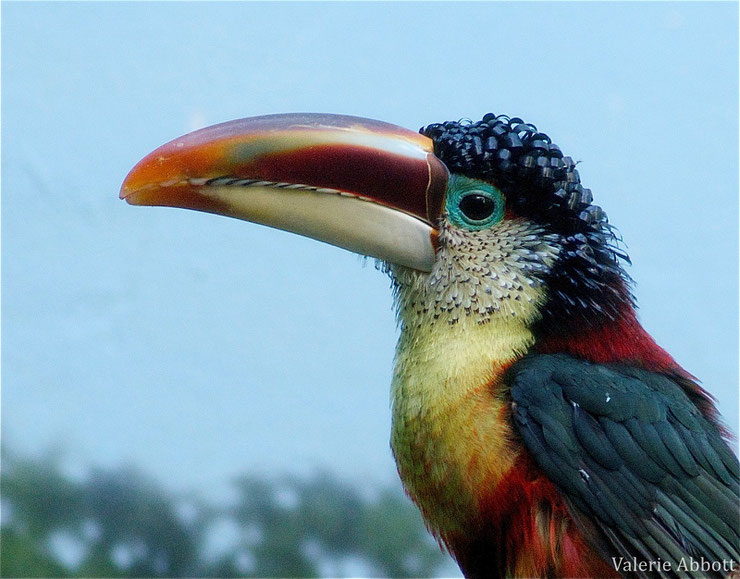 fiche oiseaux aracari de beauharnais animaux animals fact bird curl crested