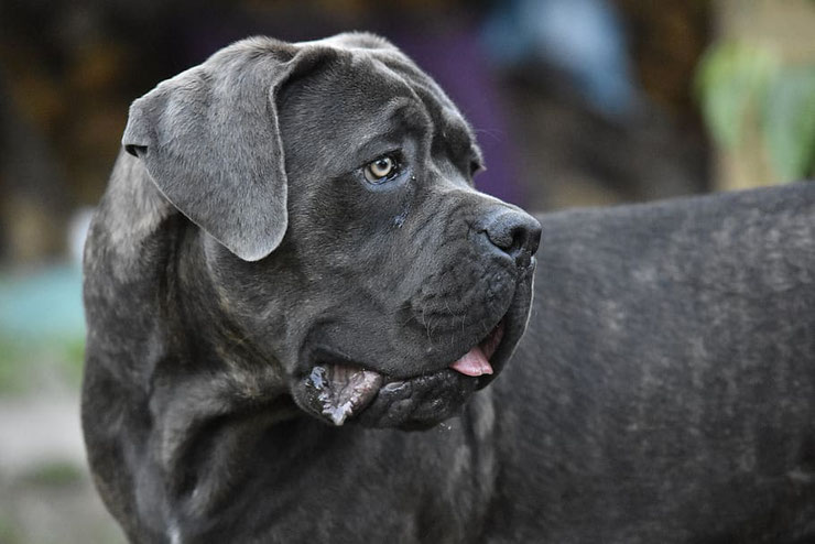 cane corso fiche chien animaux identification origine caractere comportement poil race