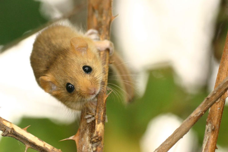 muscardin fiche animaux