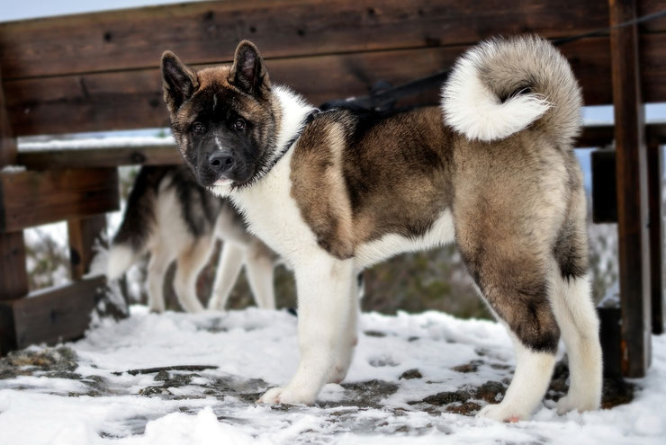 akita americain fiche race chien caractere origine sante poil couleur animaux