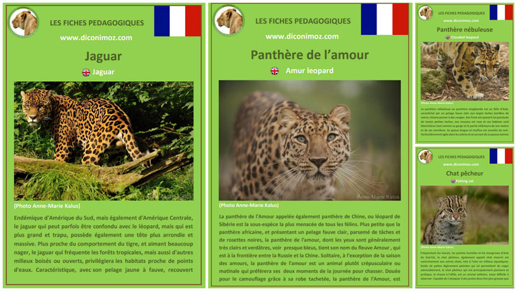 fiche animaux les félins à telecharger et a imprimer pdf habitat taille poids reproduction alimentation jaguar panthere nebuleuse longibande panthere de l'amour chat pecheur