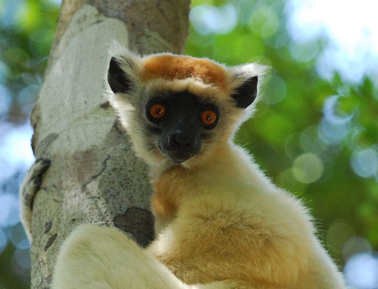 propitheque couronne doree lemur fiche animaux madagascar comportement poids taille habitat