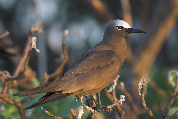 fiche animaux oiseaux de polynesie tahiti noddi brun