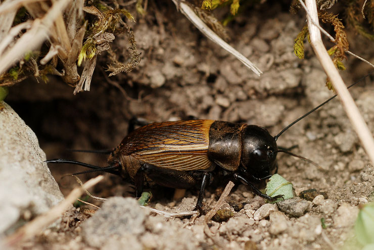 grillon champetre fiche insecte animaux de nos jardins