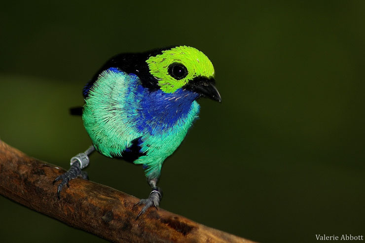 calliste septicolore tanger de paradis fiche animaux oiseaux  animal facts bird paradise tanager