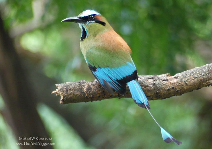 motmot à sourcils fiche animaux oiseaux turquoise browed motmot animal facts bird