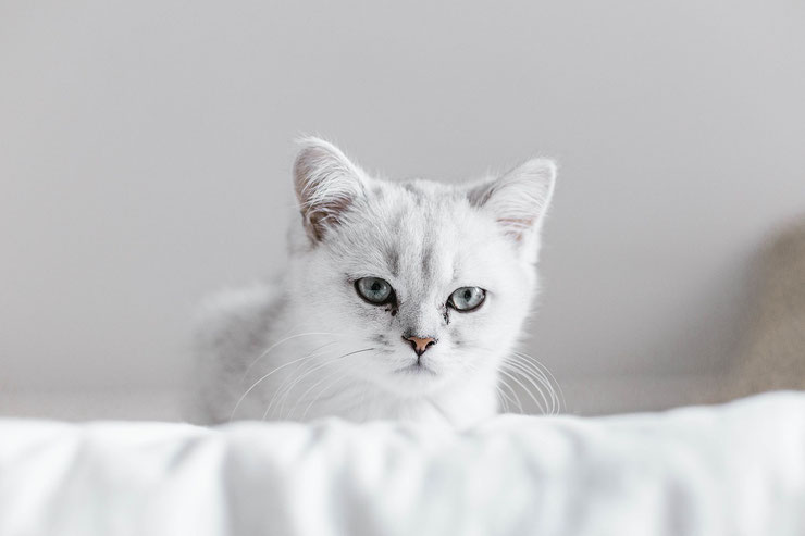 Votre chat vous juge. Et il n’a pas tort.