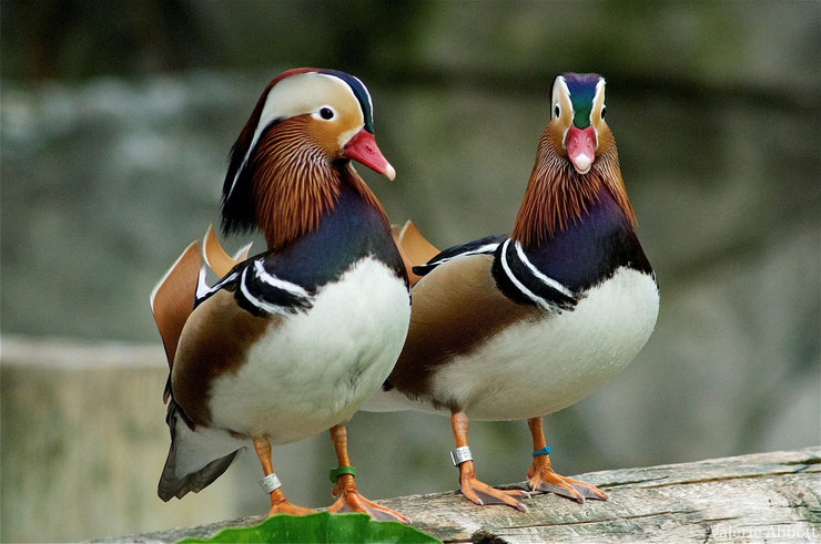 canard mandarin fiche oiseaux animaux animals fact bird duck