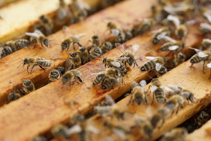 La loi Duplomb : un arrêt de mort pour les abeilles ?