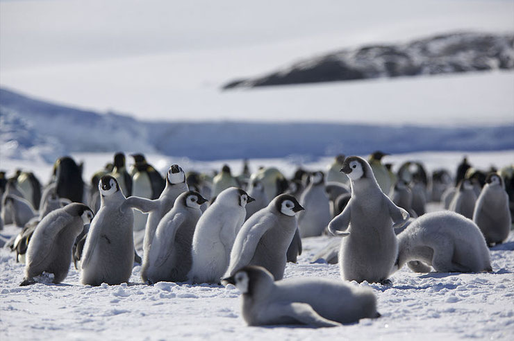 manchot empereur bebe dans la neige sur la banquise antarctique pingouins