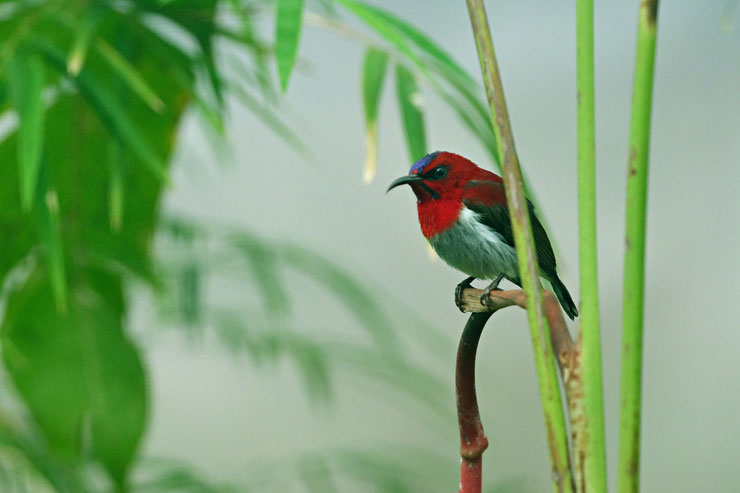 souimanga ecarlate Aethopyga mystacalis bird indonesia