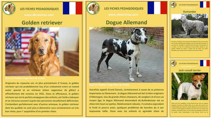 fiche animaux animal de compagnie  chien à telecharger et a imprimer pdf comportement origine caractere race golden retriever chien guide d'aveugles dogue allemand komondor jack russell terrier chien the mask